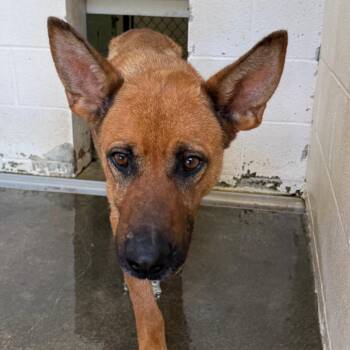 German Shepherd Dog Dogs Available for Adoption in Jacksonville, Arkansas - Paris | PetCurious