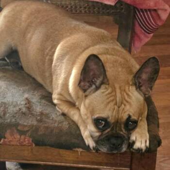 Tazzie -  French Bulldog Dog for Adoption in Houston, Texas - Tazzie | PetCurious
