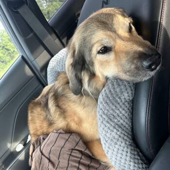 Great Pyrenees Dogs Available for Adoption in Dallas, Texas - Desiray Rebel (New Digs) | PetCurious