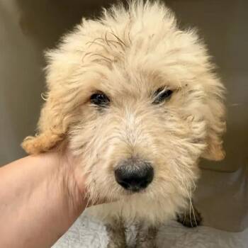 Blossom -  Golden Retriever and Poodle Dog for Adoption in East St. Louis, Illinois - Blossom | PetCurious