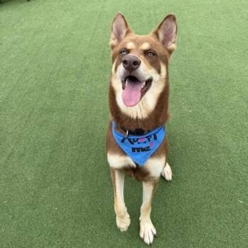 Scout -  Husky Dog for Adoption in Farmers Branch, Texas - Scout | PetCurious
