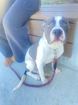 Rescue Mixed Breed Dogs for Adoption in Atlanta, Georgia - Slate | PetCurious