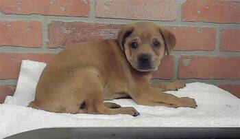 A2087021 -  Staffordshire Bull Terrier and Mixed Breed Dog for Adoption in Houston, Texas - A2087021 | PetCurious