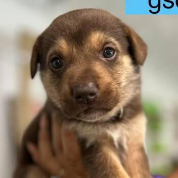 Milano -  German Shepherd Dog Dog for Adoption in Tampa, Florida - Milano | PetCurious