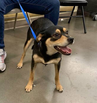 Rescue Chihuahua Dogs for Adoption in Crescent, Oklahoma - Mama P | PetCurious