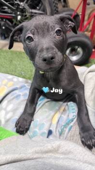 Labrador Retriever and Pit Bull Terrier Dogs Available for Adoption - Jay | PetCurious