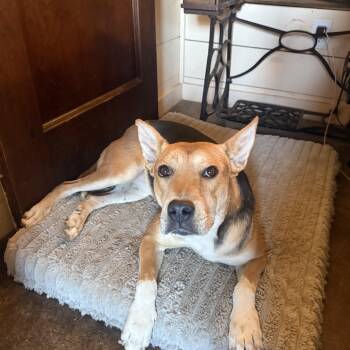Ruby -  German Shepherd Dog Dog for Adoption in Holly Springs, Mississippi - Ruby | PetCurious