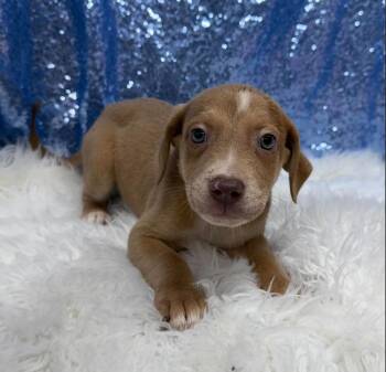 Curd -  Retriever and Mixed Breed Dog for Adoption in Cedarburg, Wisconsin - Curd | PetCurious