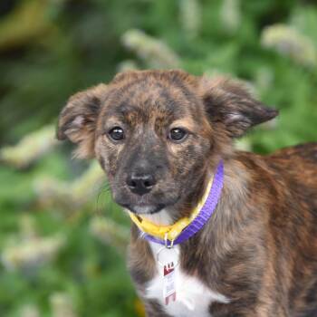 Bramble -  Terrier Dog for Adoption in Wake Forest, North Carolina - Bramble | PetCurious