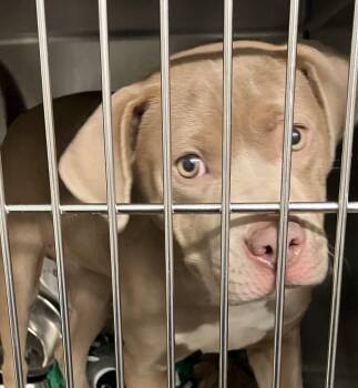 Scarlett -  Mixed Breed Dog for Adoption in Parma, Ohio - Scarlett | PetCurious