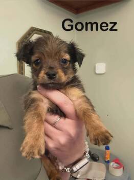Addams Family : Gomez -  Yorkshire Terrier and Mixed Breed Dog for Adoption in Aurora, Indiana - Addams Family : Gomez | PetCurious