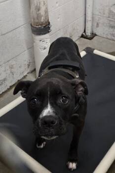 Rescue Mixed Breed Dogs for Adoption in West Chester, Pennsylvania - Sabrina | PetCurious