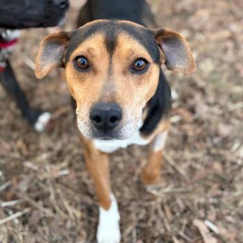 Beagle and Mixed Breed Dogs Available for Adoption - Homer | PetCurious