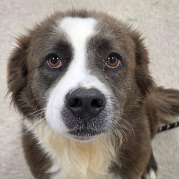 Collie Dogs Available for Adoption in Chatham, Virginia - Missouri | PetCurious