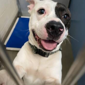 Timberlake -  Pit Bull Terrier Dog for Adoption in Lynchburg, Virginia - Timberlake | PetCurious