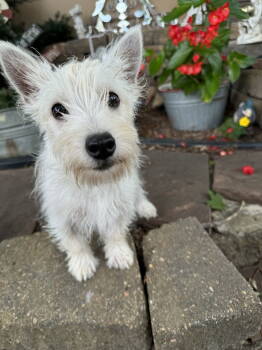 Rescue West Highland White Terrier Westie Dogs for Adoption in Sioux Falls, South Dakota - Audrey | PetCurious