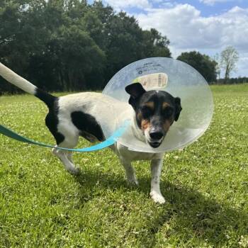 Dachshund and Rat Terrier Dogs Available for Adoption in Carencro, Louisiana - Little Boy | PetCurious