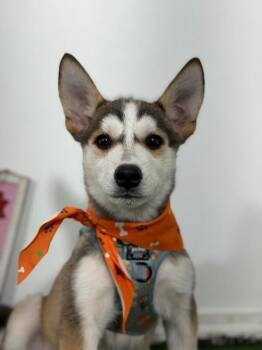 Homer-One of our Amazing Rescue Dogs -  Siberian Husky and Mixed Breed Dog for Adoption in Carlsbad, California - Homer-One Of Our Amazing Rescue Dogs | PetCurious