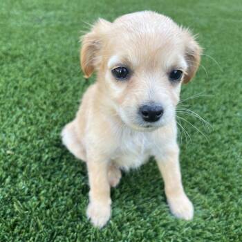 Skye -  Spaniel and Pomeranian Dog Available for Adoption in Cashmere, Washington - Skye | PetCurious