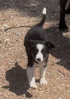 Cora -  Border Collie Dog for Adoption in Longmont, Colorado - Cora | PetCurious