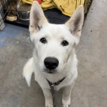 Summit -  White German Shepherd Dog Available for Adoption in Daphne, Alabama - Summit | PetCurious