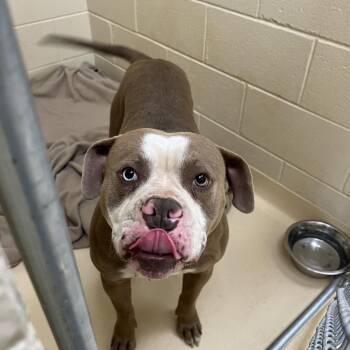 Mixed Breed Dogs Available for Adoption in Winston-salem, North Carolina - Godric | PetCurious