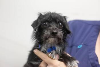 Harley -  Yorkshire Terrier and Chihuahua Dog for Adoption in Mountain Home, Arkansas - Harley | PetCurious