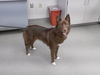 ELARA -  Husky and Mixed Breed Dog for Adoption in Omaha, Nebraska - ELARA | PetCurious