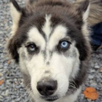 Rescue Husky Dogs for Adoption in Fairfax, Virginia - Haku | PetCurious