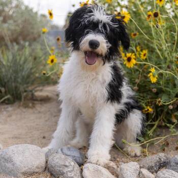 Big Carl -  Poodle and Mixed Breed Dog for Adoption in Palm Springs, California - Big Carl | PetCurious