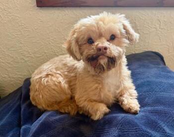 Fozzie -  Shih Tzu and Mixed Breed Dog for Adoption in Oak Creek, Wisconsin - Fozzie | PetCurious