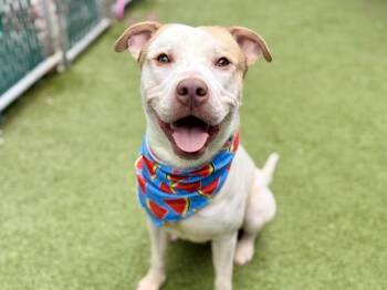 Lowkey  Mischief -  Mixed Breed Dog for Adoption in New York, New York - Lowkey  Mischief | PetCurious