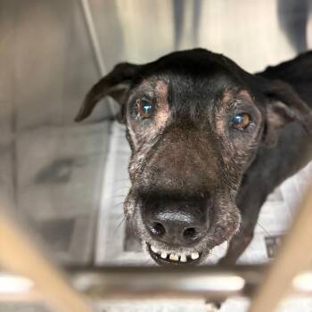 Marge -  Mixed Breed Dog for Adoption in Lake Jackson, Texas - Marge | PetCurious