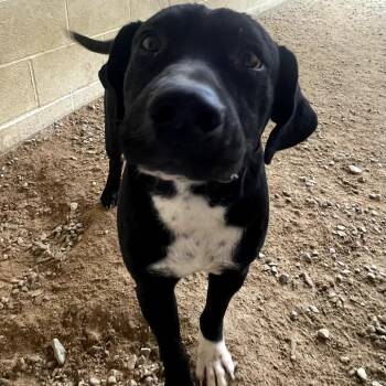 Labrador Retriever and Beagle Dogs Available for Adoption - Eenie 1896 | PetCurious