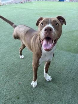 EL NINO -  Pit Bull Terrier and Mixed Breed Dog for Adoption in El Paso, Texas - EL NINO | PetCurious