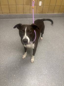 Tank -  Pit Bull Terrier Dog for Adoption in Greenfield, Indiana - Tank | PetCurious