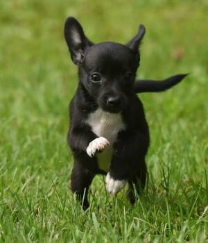 Maggie -  Chihuahua Dog for Adoption in Mechanicsburg, Pennsylvania - Maggie | PetCurious