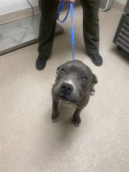 Pit Bull Terrier Dogs Available for Adoption in Thousand Oaks, California - Drake - URGENT AND AT RISK | PetCurious