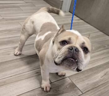 Rescue American Bully Dogs for Adoption in Lindenhurst, New York - 25-456 Biggie | PetCurious