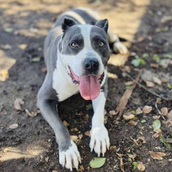Rescue Pit Bull Terrier and Mastiff Dogs for Adoption in Bastrop, Texas - Storm 25-10-033 | PetCurious