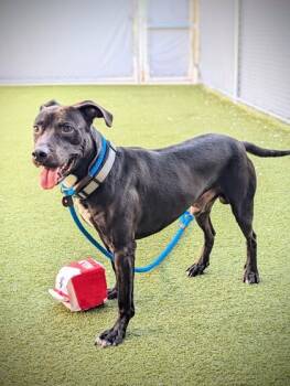 Rescue Pit Bull Terrier and Mixed Breed Dogs for Adoption in Fishers, Indiana - Casey Jones (in Foster) | PetCurious
