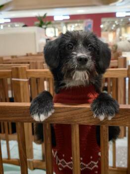 Queenie -  Mixed Breed Dog for Adoption in Markham, Ontario - Queenie | PetCurious