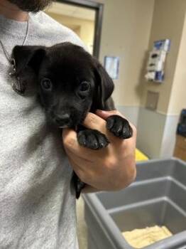 Aphrodite -  Labrador Retriever and Mixed Breed Dog for Adoption in Kansas City, Missouri - Aphrodite | PetCurious