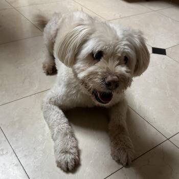 Obi -  Sheep Dog Dog for Adoption in San Jose, California - Obi | PetCurious