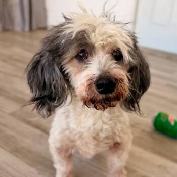 Poodle Dogs Available for Adoption in Green Bay, Wisconsin - Bruno | PetCurious