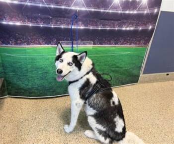 MARCUS -  Siberian Husky Dog Available for Adoption in Doral, Florida - MARCUS | PetCurious
