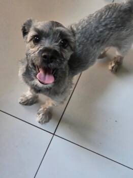 Minnie -  Havanese Dog for Adoption in Henderson, Nevada - Minnie | PetCurious