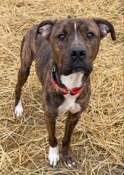 Mixed Breed Dogs Available for Adoption - Drako | PetCurious