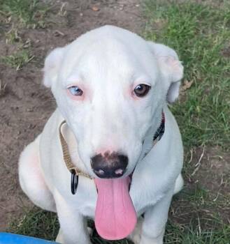 Jimmy -  Labrador Retriever Dog for Adoption in Grand Rapids, Michigan - Jimmy | PetCurious