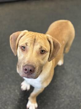DeeDee -  Vizsla and Beagle Dog for Adoption - DeeDee | PetCurious